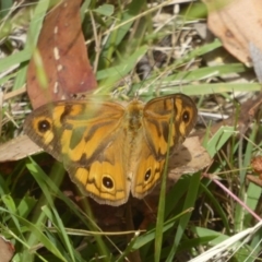 Heteronympha merope (Common Brown Butterfly) at Booth, ACT - 15 Jan 2018 by Christine