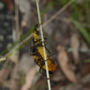 Chauliognathus lugubris at Booth, ACT - 15 Jan 2018