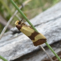 Chrysonoma fascialis (A concealer moth) at Booth, ACT - 14 Jan 2018 by Christine