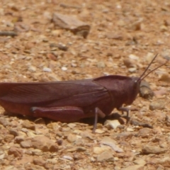 Goniaea australasiae (Gumleaf grasshopper) at Rendezvous Creek, ACT - 15 Jan 2018 by Christine