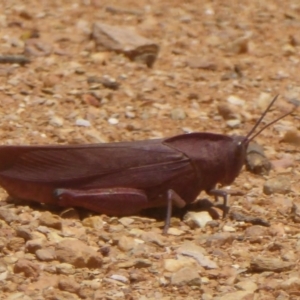 Goniaea australasiae at Rendezvous Creek, ACT - 15 Jan 2018 12:00 AM