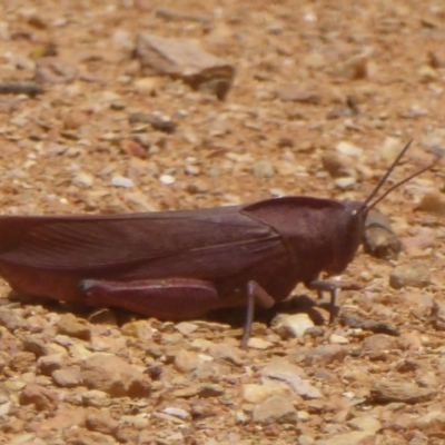 Goniaea australasiae (Gumleaf grasshopper) at Rendezvous Creek, ACT - 15 Jan 2018 by Christine