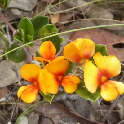 Podolobium alpestre (Shaggy Alpine Pea) at Booth, ACT - 14 Jan 2018 by Christine