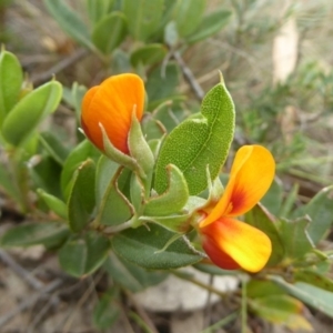 Podolobium alpestre at Booth, ACT - 15 Jan 2018