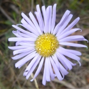 Brachyscome spathulata at Booth, ACT - 15 Jan 2018