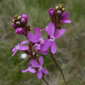 Stylidium montanum at Booth, ACT - 15 Jan 2018 12:00 AM