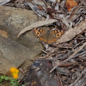 Junonia villida at Aranda, ACT - 8 Nov 2016 05:35 AM