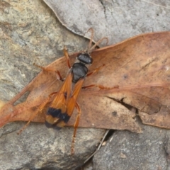 Calopompilus affectata (Spider wasp) at Booth, ACT - 14 Jan 2018 by Christine