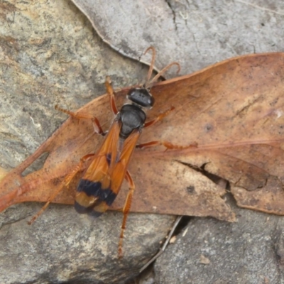 Calopompilus affectata (Spider wasp) at Booth, ACT - 15 Jan 2018 by Christine