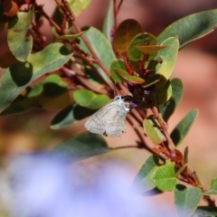 Lampides boeticus (Long-tailed Pea-blue) at Aranda, ACT - 23 Oct 2016 by KMcCue