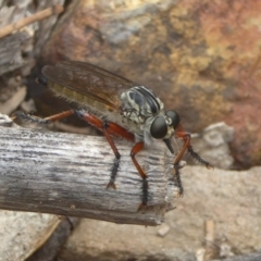 Zosteria sp. (genus) (Common brown robber fly) at Booth, ACT - 15 Jan 2018 by Christine