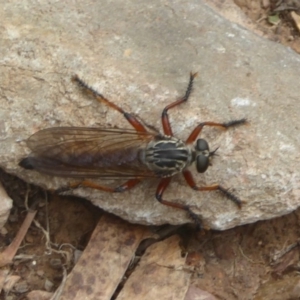 Zosteria sp. (genus) at Booth, ACT - 15 Jan 2018