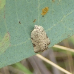 Anisogona similana (A tortrix moth) at Booth, ACT - 14 Jan 2018 by Christine