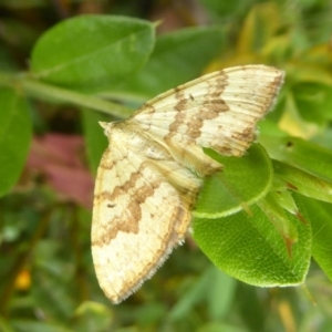 Chrysolarentia correlata at Booth, ACT - 15 Jan 2018