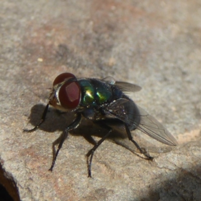 Lucilia cuprina (Australian sheep blowfly) at Booth, ACT - 14 Jan 2018 by Christine