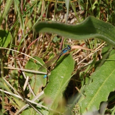 Ischnura heterosticta (Common Bluetail Damselfly) at Belconnen, ACT - 6 Nov 2016 by KMcCue