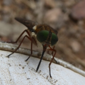 Scaptia sp. (genus) at Booth, ACT - 15 Jan 2018