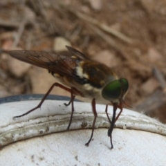 Scaptia sp. (genus) at Booth, ACT - 15 Jan 2018