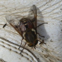 Scaptia sp. (genus) at Booth, ACT - 15 Jan 2018