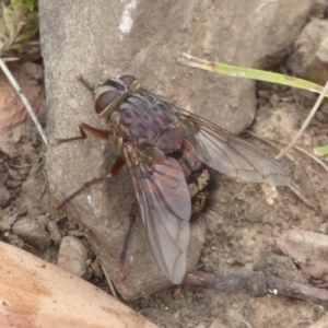 Rutilia (Rutilia) sp. (genus & subgenus) at Booth, ACT - 15 Jan 2018