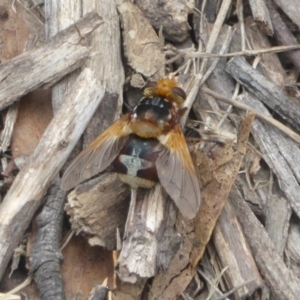 Microtropesa sp. (genus) at Booth, ACT - 15 Jan 2018