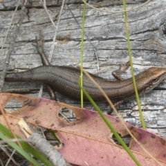 Pseudemoia entrecasteauxii at Booth, ACT - 15 Jan 2018