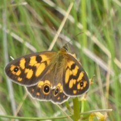 Heteronympha cordace (Bright-eyed Brown) at Booth, ACT - 14 Jan 2018 by Christine