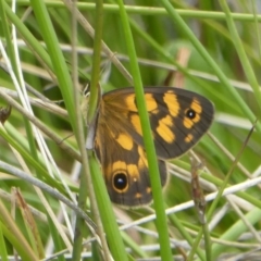 Heteronympha cordace at Booth, ACT - 15 Jan 2018 12:00 AM