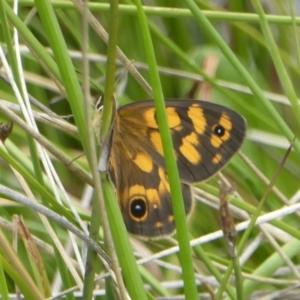 Heteronympha cordace at Booth, ACT - 15 Jan 2018