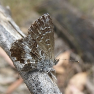 Neolucia hobartensis at Booth, ACT - 15 Jan 2018