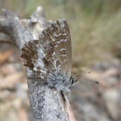 Neolucia hobartensis at Booth, ACT - 15 Jan 2018