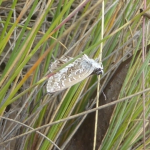 Neolucia hobartensis at Booth, ACT - 15 Jan 2018