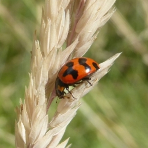 Coccinella transversalis at Rendezvous Creek, ACT - 15 Jan 2018