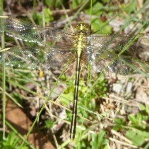 Austrogomphus guerini at Rendezvous Creek, ACT - 15 Jan 2018 12:00 AM