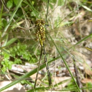 Austrogomphus guerini at Rendezvous Creek, ACT - 15 Jan 2018