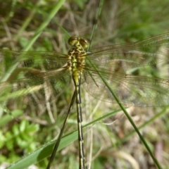 Austrogomphus guerini at Rendezvous Creek, ACT - 15 Jan 2018 12:00 AM