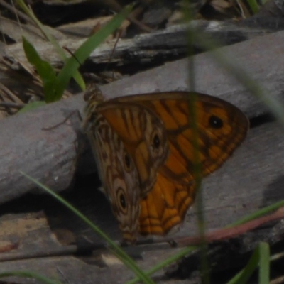 Geitoneura acantha (Ringed Xenica) at Rendezvous Creek, ACT - 15 Jan 2018 by Christine