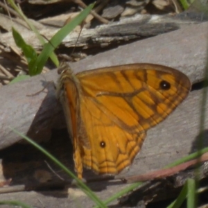 Geitoneura acantha at Rendezvous Creek, ACT - 15 Jan 2018