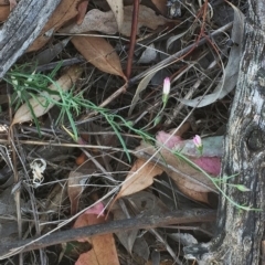 Convolvulus angustissimus subsp. angustissimus (Australian Bindweed) at Garran, ACT - 16 Jan 2018 by ruthkerruish