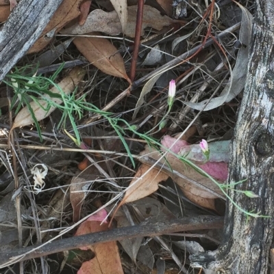 Convolvulus angustissimus subsp. angustissimus (Australian Bindweed) at Garran, ACT - 15 Jan 2018 by ruthkerruish