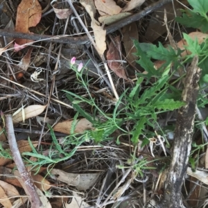 Convolvulus angustissimus subsp. angustissimus at Garran, ACT - 16 Jan 2018