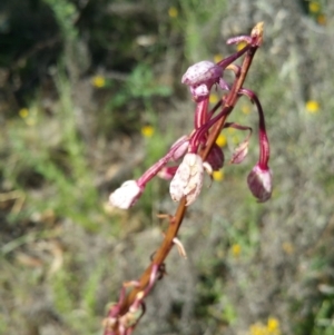 Dipodium sp. at Deakin, ACT - 16 Jan 2018