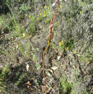 Dipodium sp. at Deakin, ACT - 16 Jan 2018