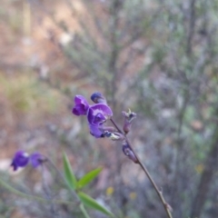 Glycine tabacina (Variable Glycine) at Deakin, ACT - 16 Jan 2018 by nathkay