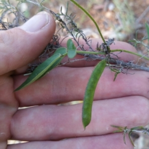 Glycine tabacina at Deakin, ACT - 16 Jan 2018