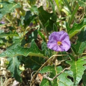 Solanum cinereum at Deakin, ACT - 16 Jan 2018