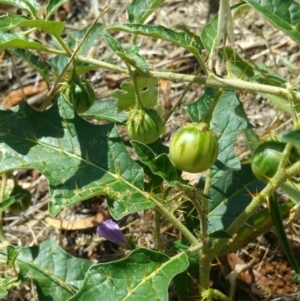 Solanum cinereum at Deakin, ACT - 16 Jan 2018