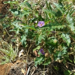 Solanum cinereum at Deakin, ACT - 16 Jan 2018