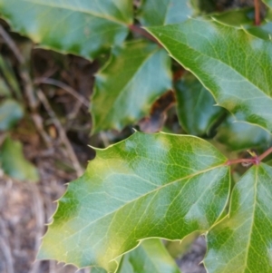 Berberis aquifolium at Deakin, ACT - 16 Jan 2018 10:13 AM