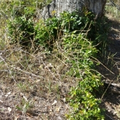 Berberis aquifolium at Deakin, ACT - 16 Jan 2018